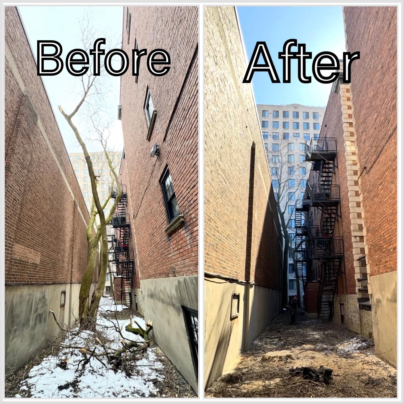 NASO Tree Service - Abattage Des Arbres photo 7