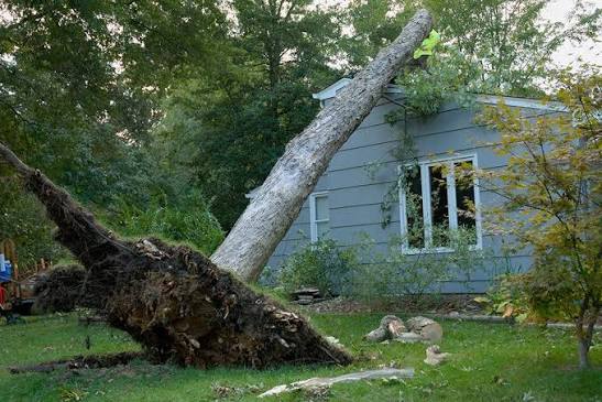 NASO Tree Service - Abattage Des Arbres photo 3