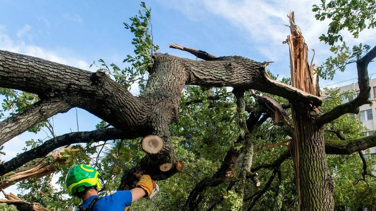 NASO Tree Service - Abattage Des Arbres photo 5